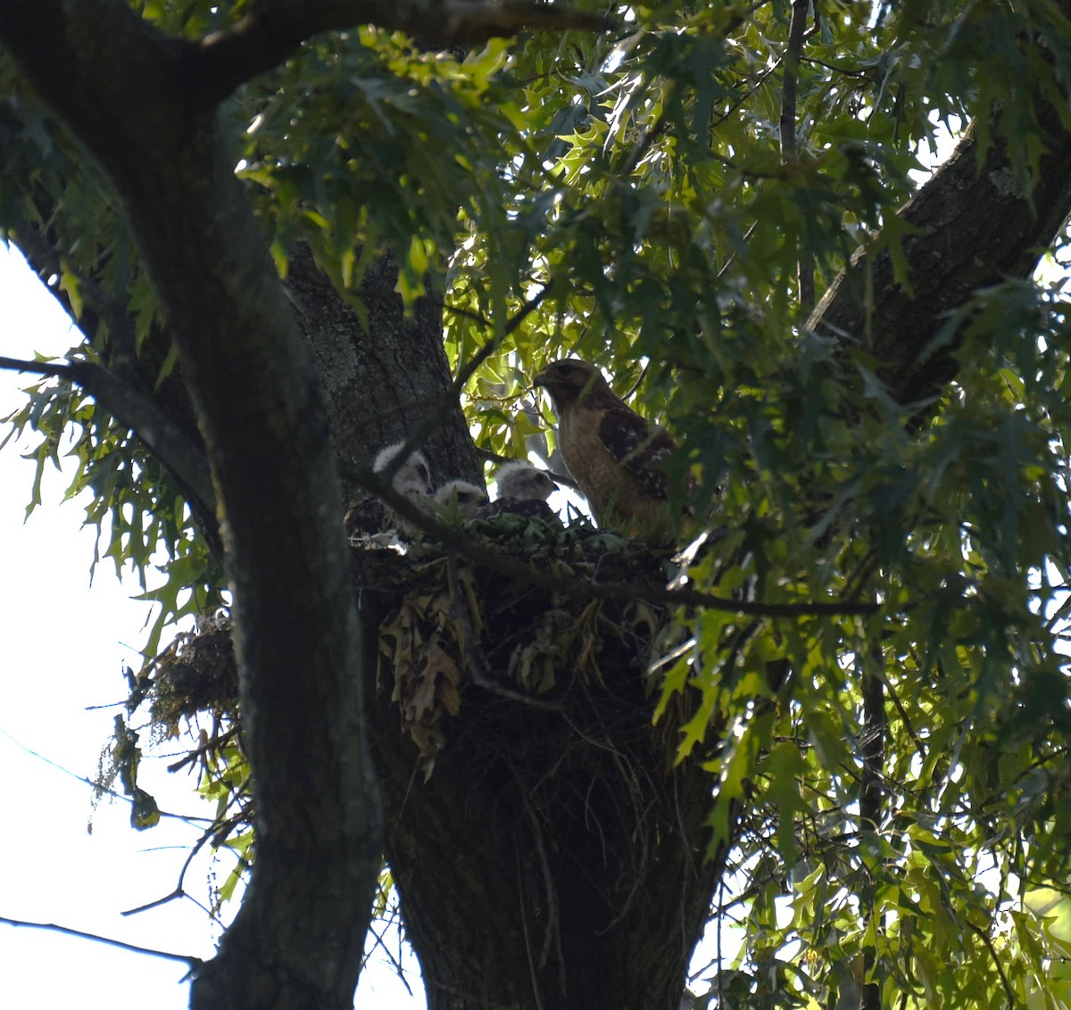 Red-shouldered Hawk - Dan Rauch