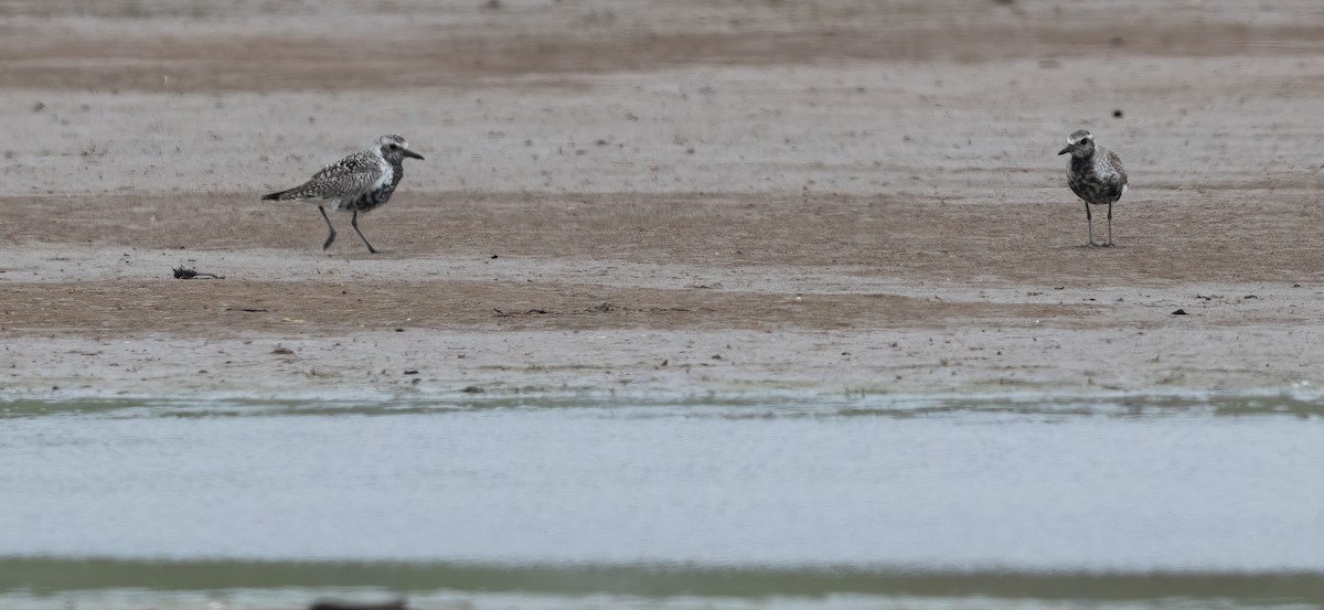 Black-bellied Plover - Jim Carroll