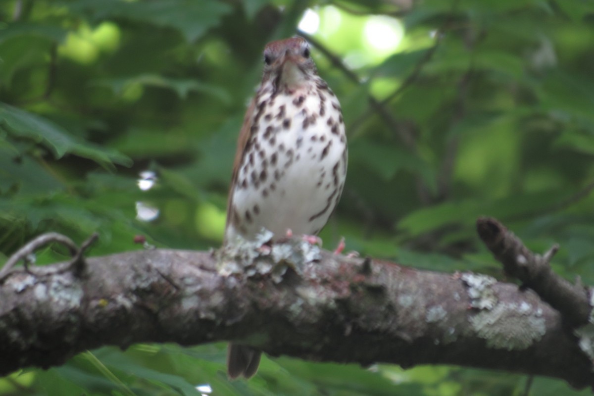 Wood Thrush - Terrell Tucker