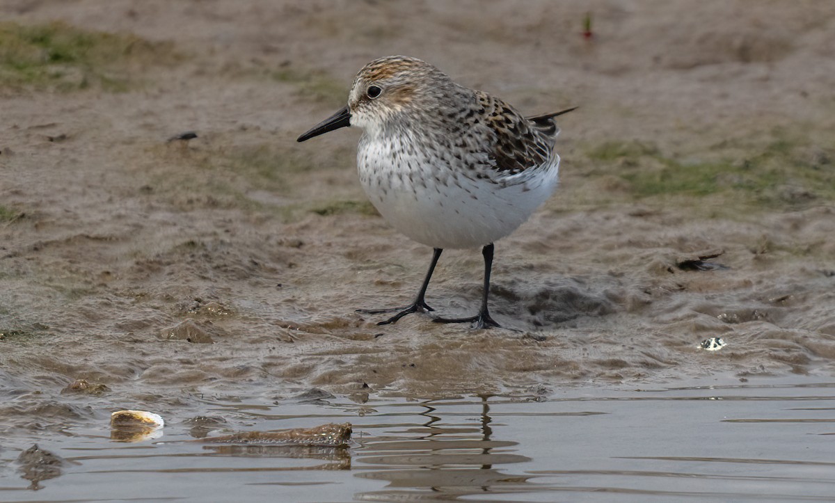 Semipalmated Sandpiper - Jim Carroll