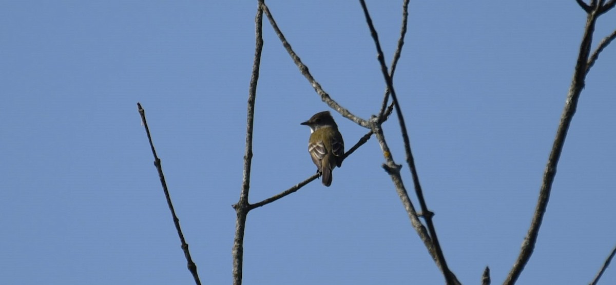 Willow Flycatcher - Dan Rauch