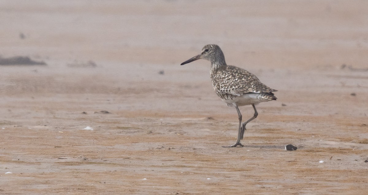 Willet (Eastern) - Jim Carroll