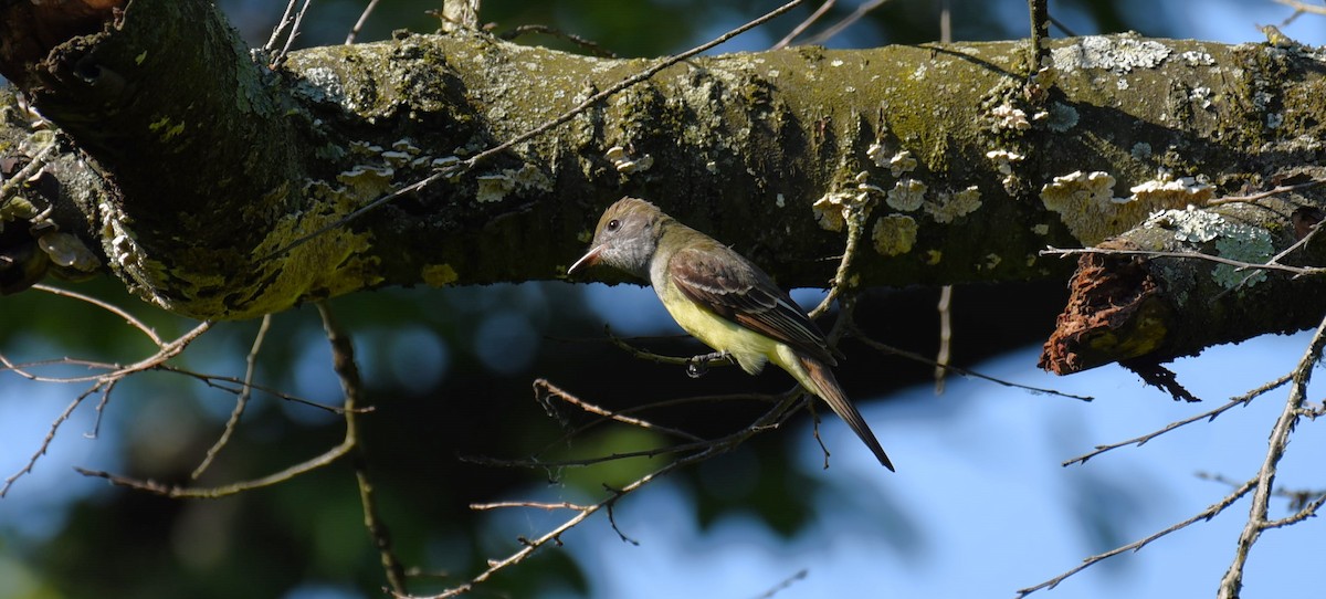 Great Crested Flycatcher - Dan Rauch