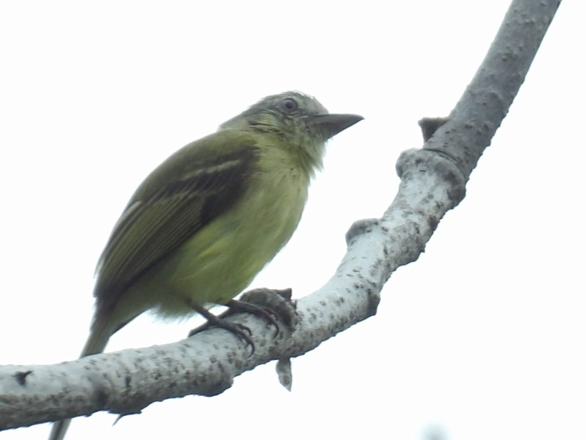 Yellow-olive Flatbill - Samantha Jean