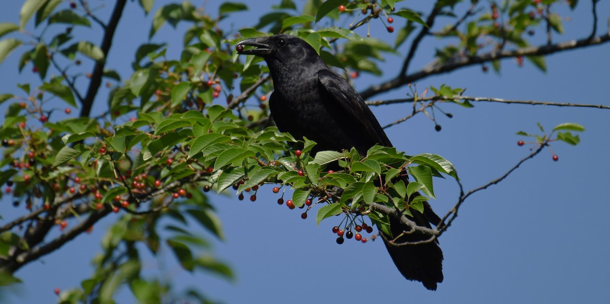 Fish Crow - Dan Rauch