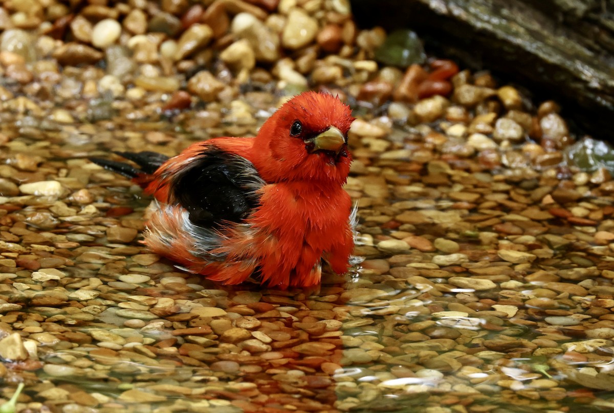 Scarlet Tanager - Grace Simms  🐦‍⬛