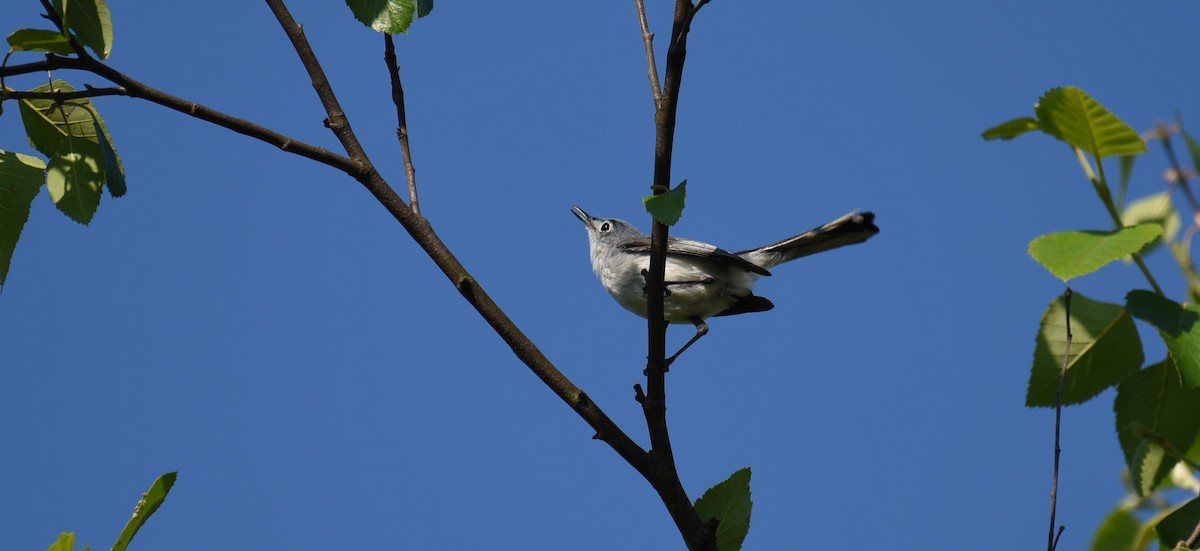 Blue-gray Gnatcatcher - Dan Rauch