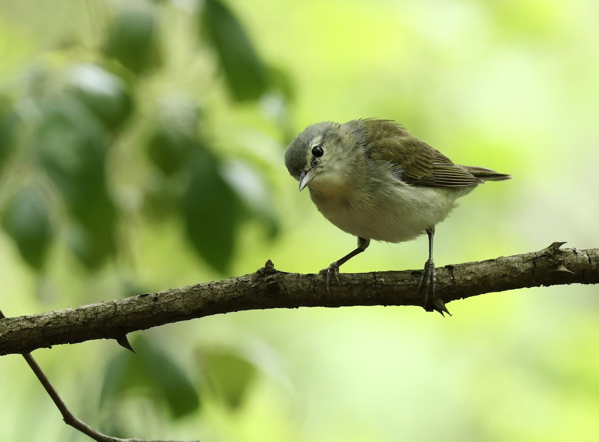 Tennessee Warbler - Grace Simms  🐦‍⬛