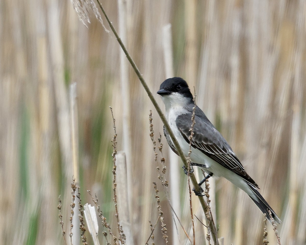 Eastern Kingbird - Cate Hopkinson