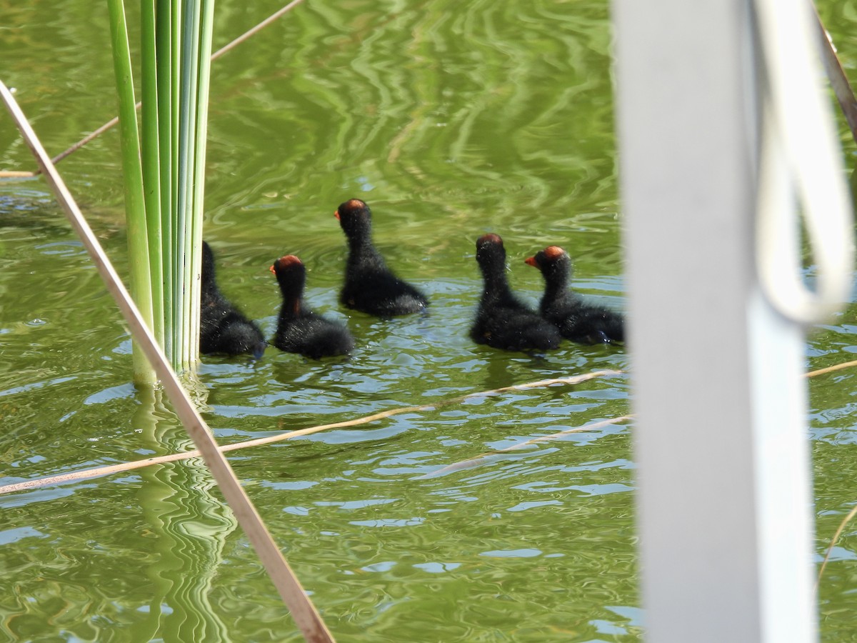 Common Gallinule - Laurie Miraglia