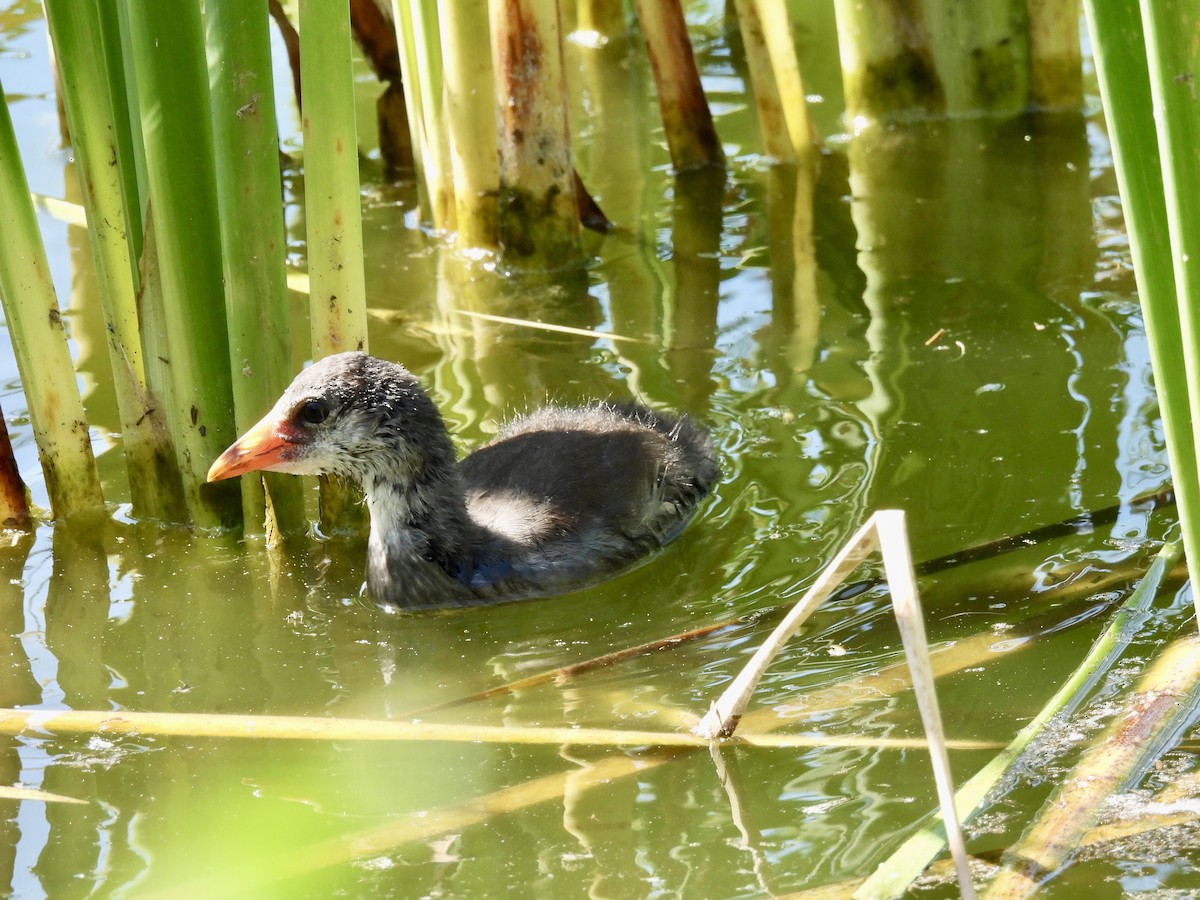 Common Gallinule - Laurie Miraglia