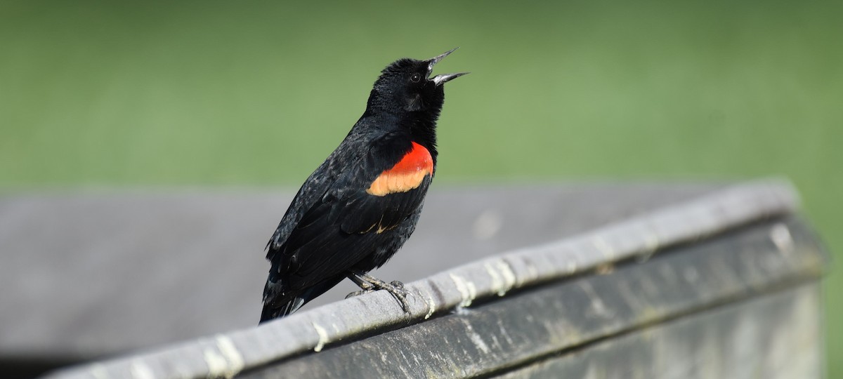 Red-winged Blackbird - Dan Rauch