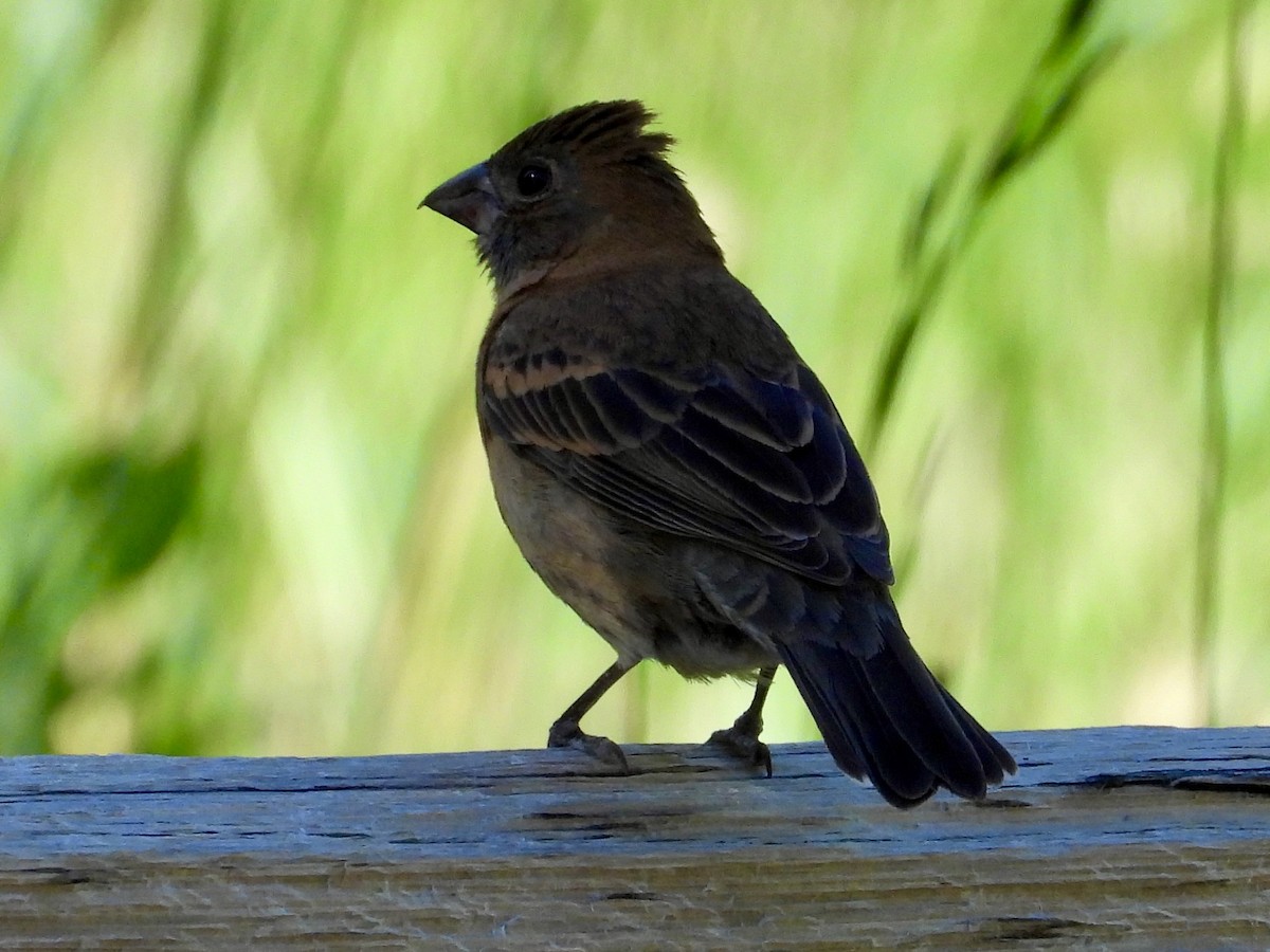 Blue Grosbeak - Steve Houston