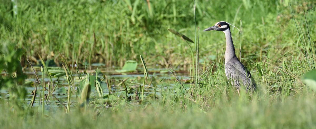 Yellow-crowned Night Heron - Dan Rauch