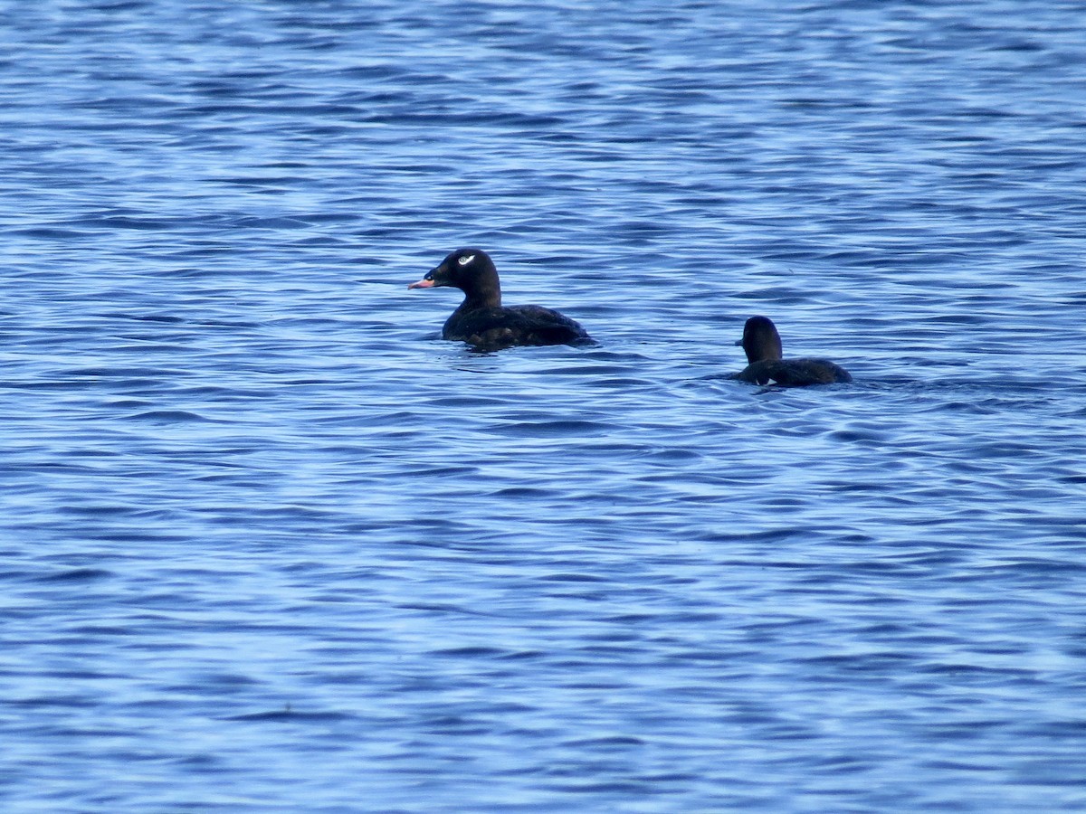 White-winged Scoter - Sandy Proulx