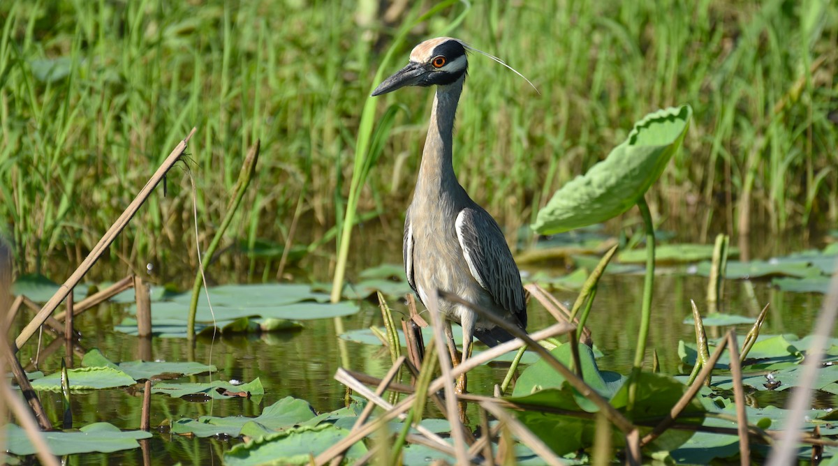 Yellow-crowned Night Heron - Dan Rauch