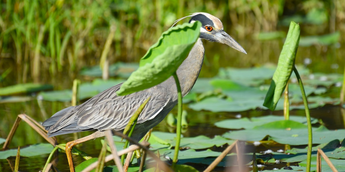 Yellow-crowned Night Heron - Dan Rauch