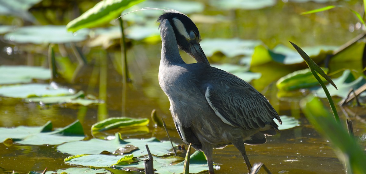 Yellow-crowned Night Heron - Dan Rauch