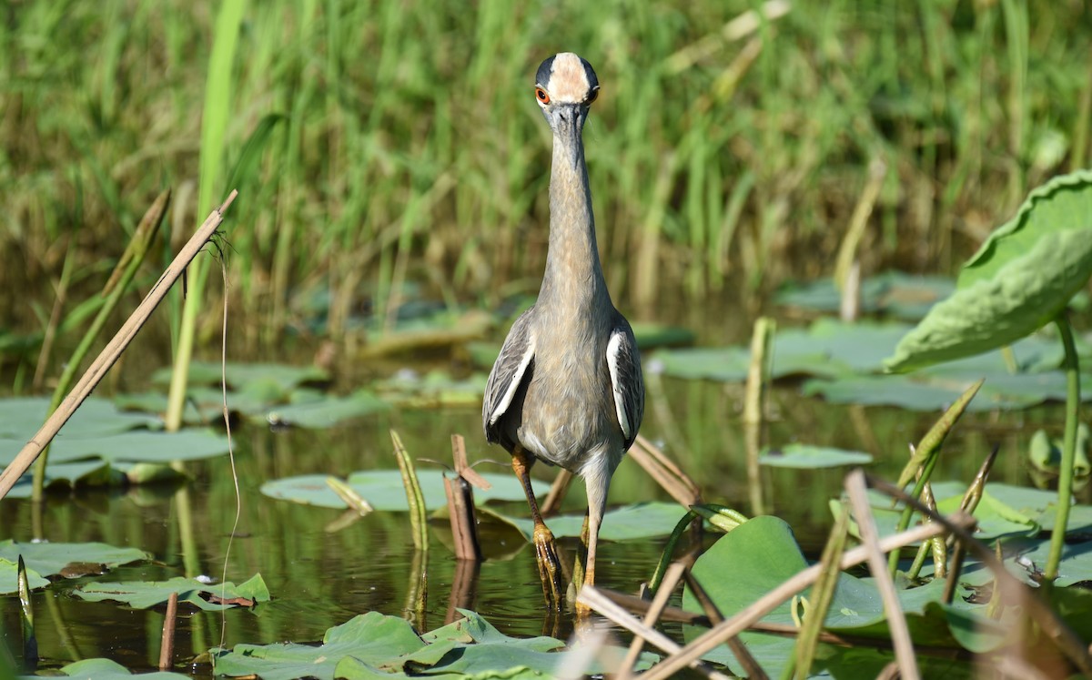 Yellow-crowned Night Heron - Dan Rauch