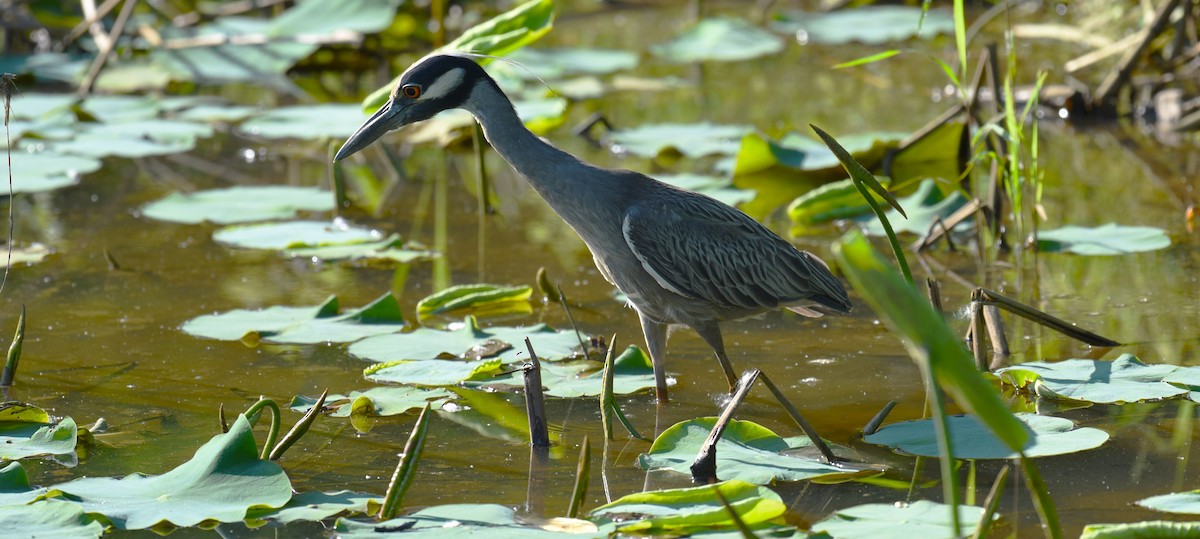 Yellow-crowned Night Heron - Dan Rauch