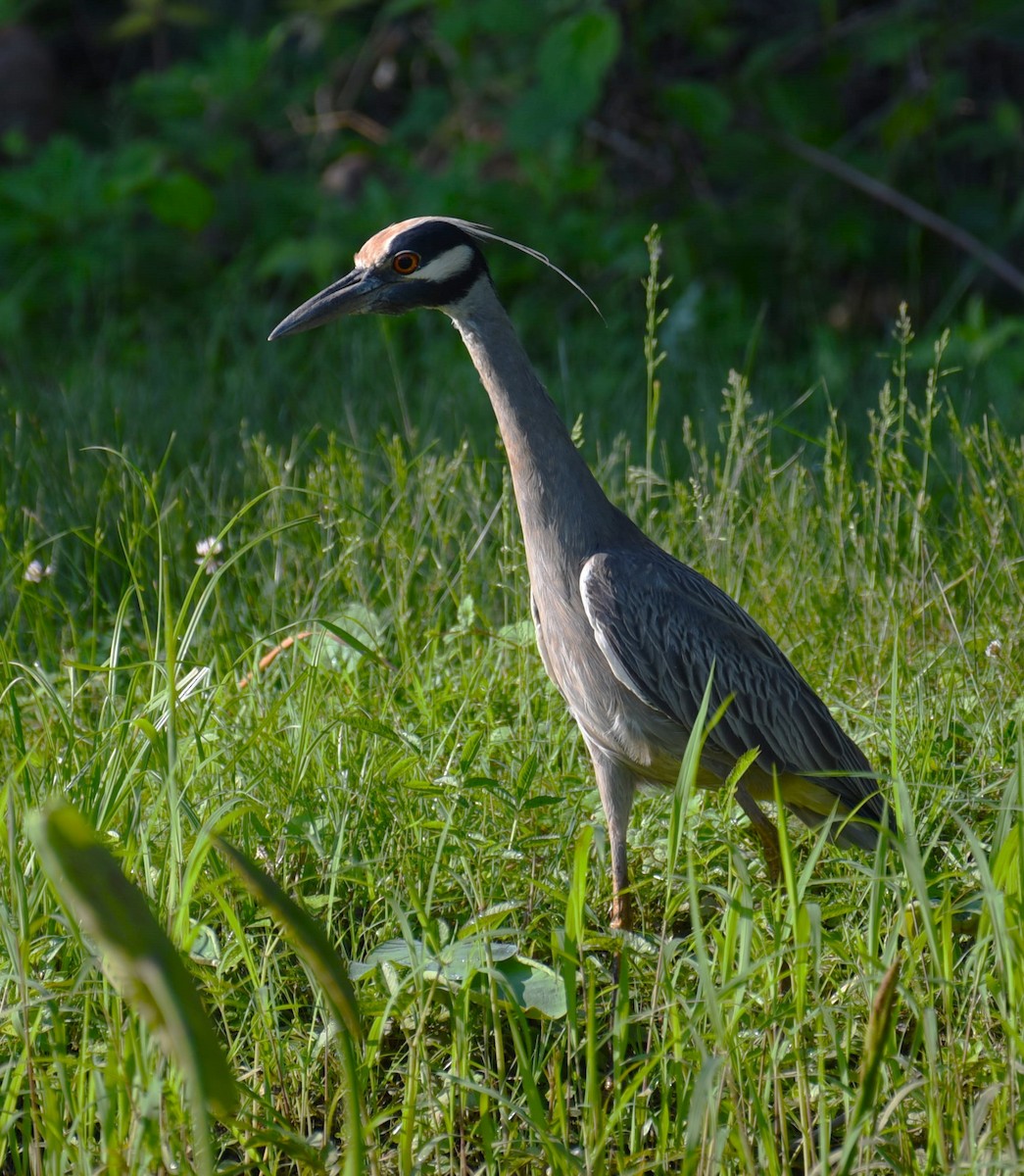 Yellow-crowned Night Heron - Dan Rauch