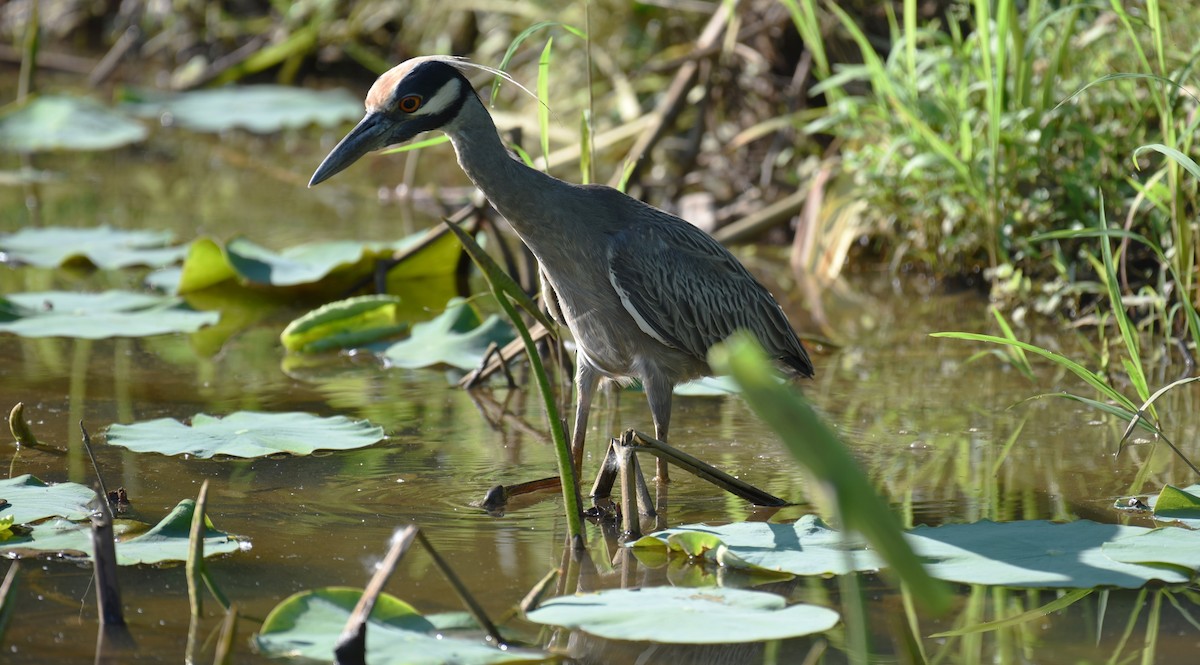 Yellow-crowned Night Heron - Dan Rauch