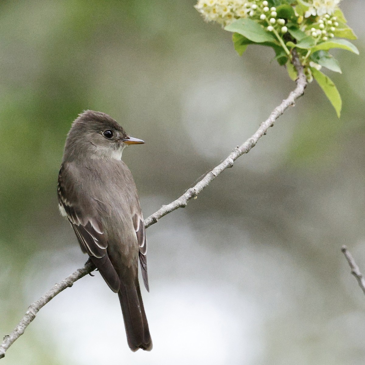 Eastern Wood-Pewee - Cate Hopkinson