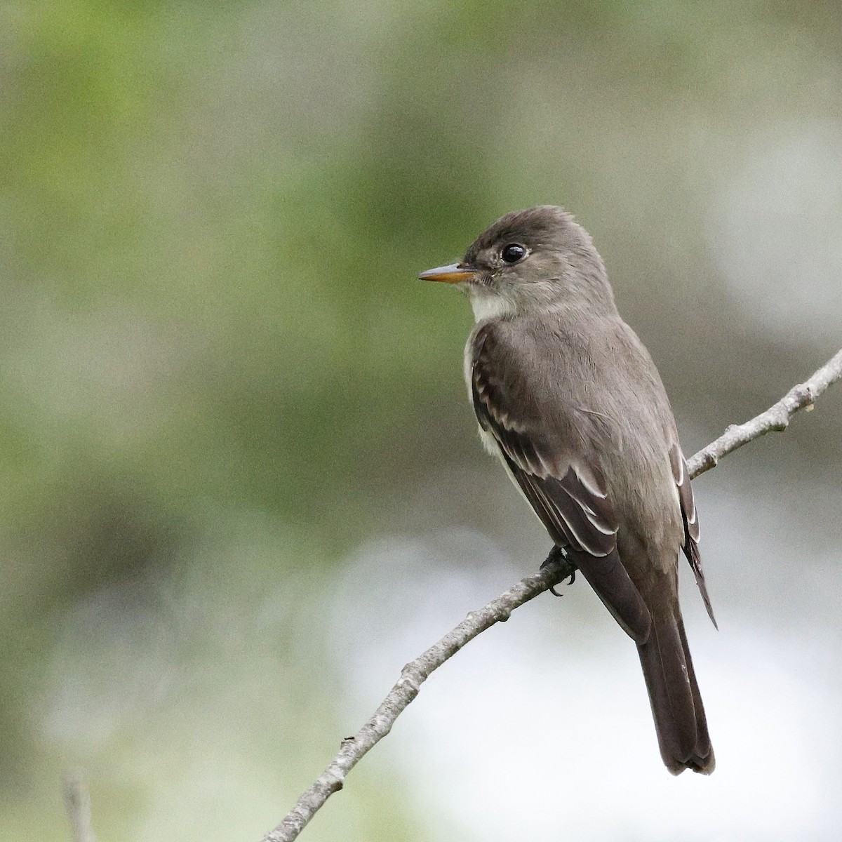 Eastern Wood-Pewee - Cate Hopkinson