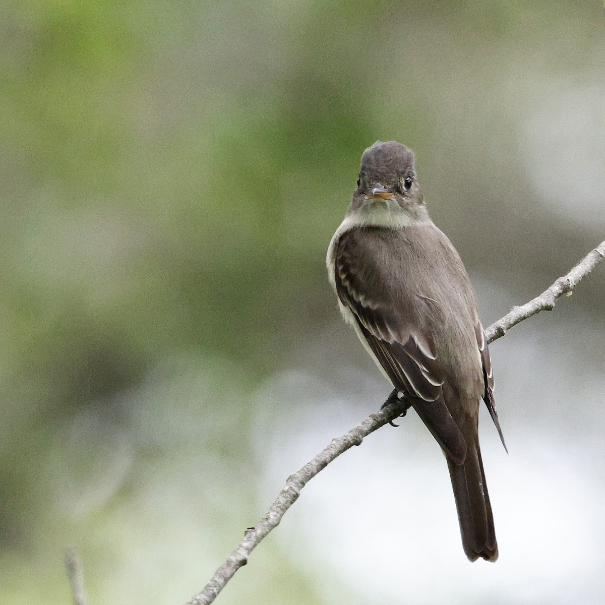 Eastern Wood-Pewee - Cate Hopkinson