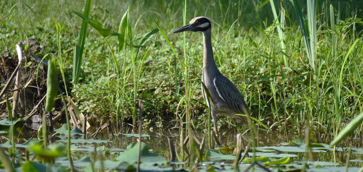 Yellow-crowned Night Heron - Dan Rauch