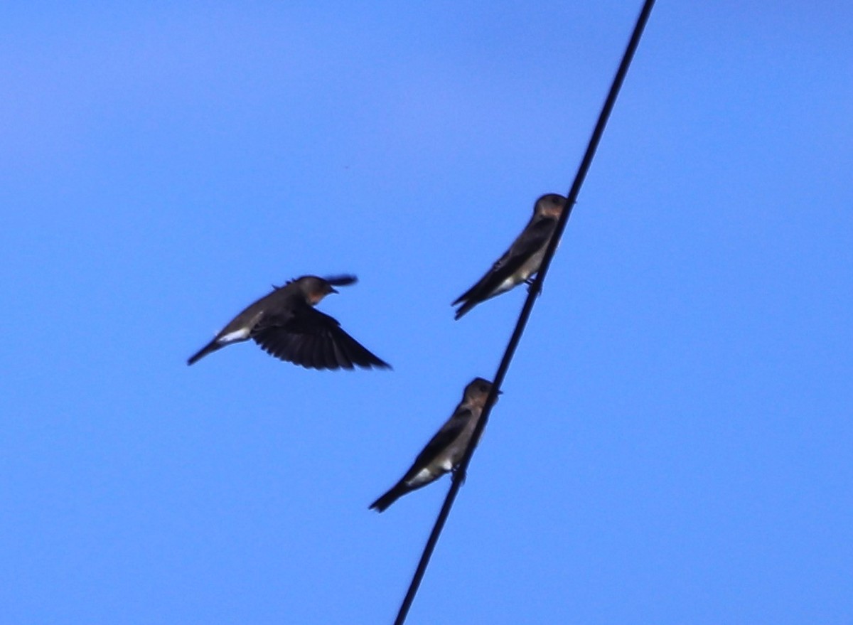 Southern Rough-winged Swallow - Suzana Arakaki