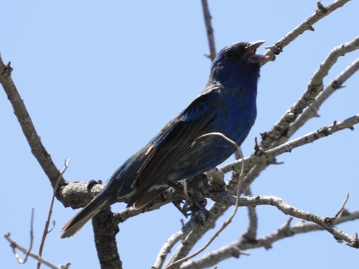 Blue Grosbeak - Steve Houston