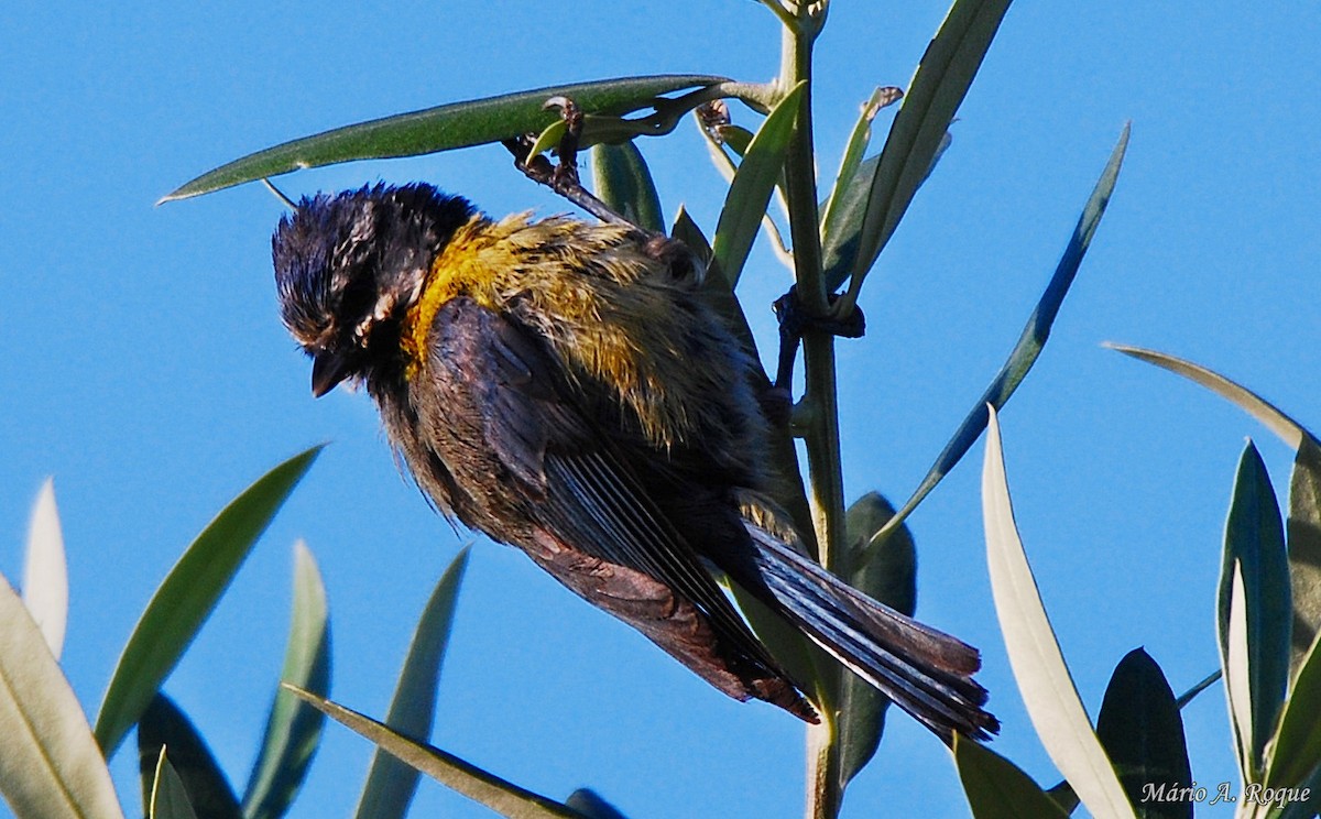 Eurasian Blue Tit - Mário Roque