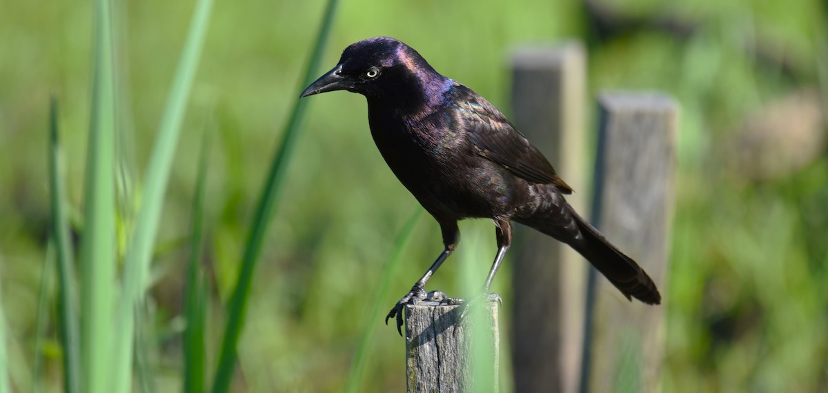 Common Grackle - Dan Rauch