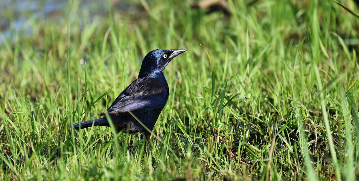 Common Grackle - Dan Rauch