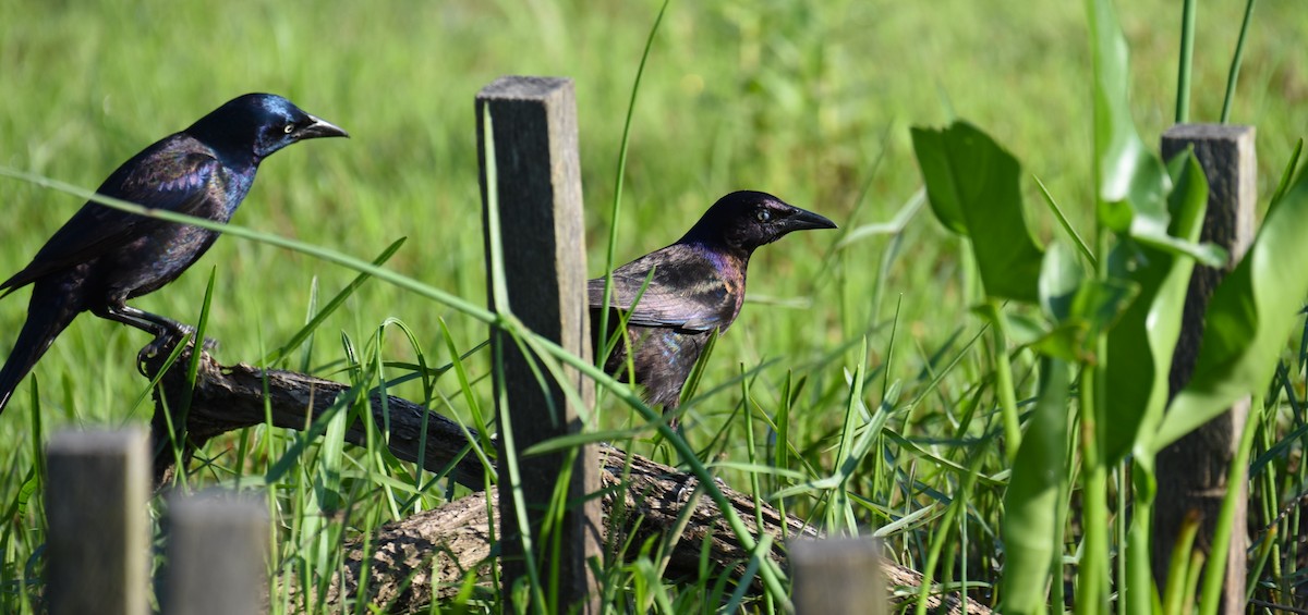 Common Grackle - Dan Rauch