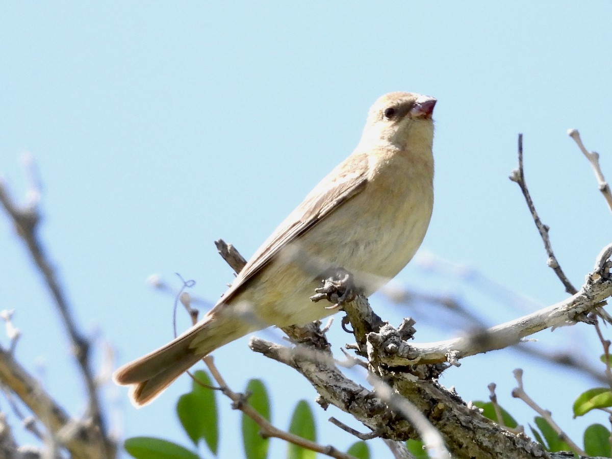 Lazuli Bunting - Steve Houston