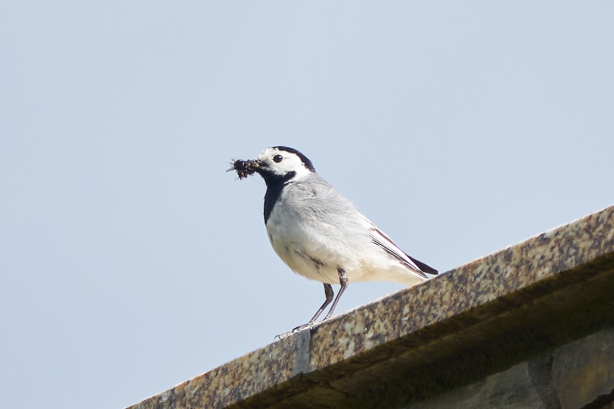 White Wagtail - Luis Manso