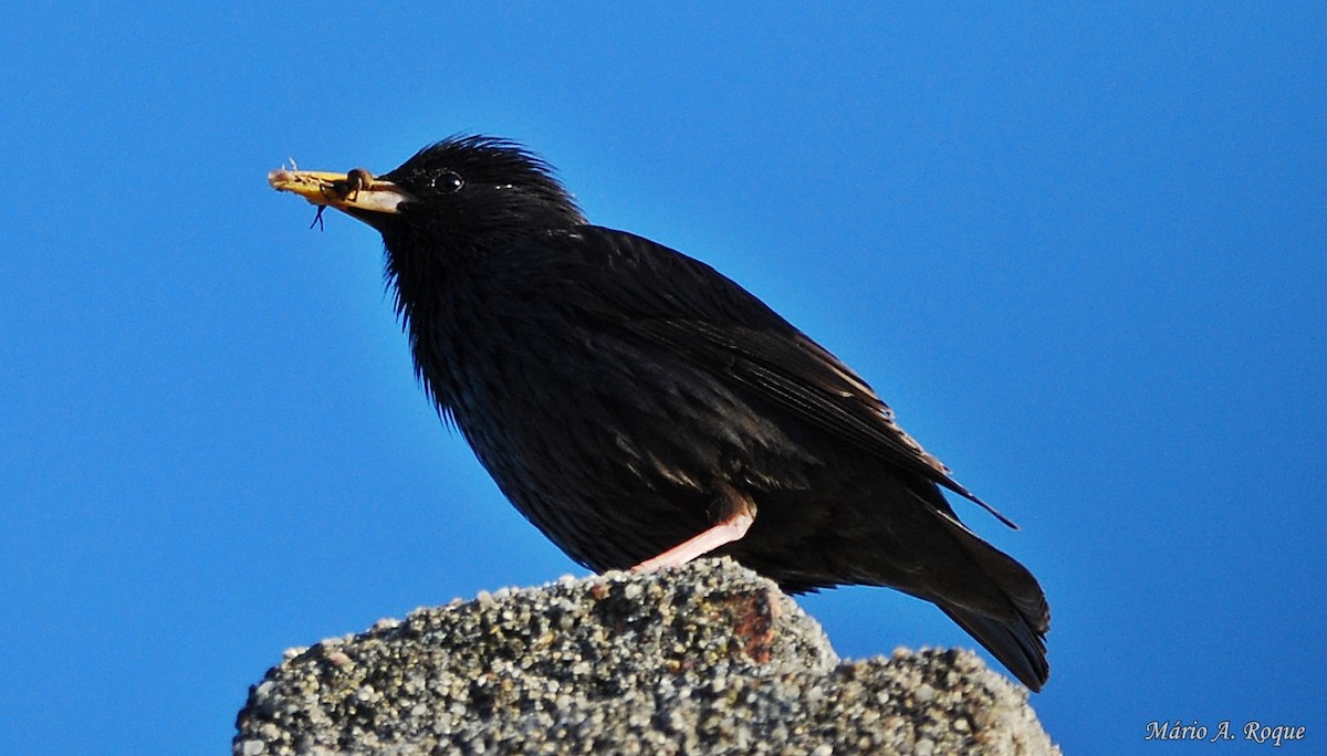 Spotless Starling - Mário Roque