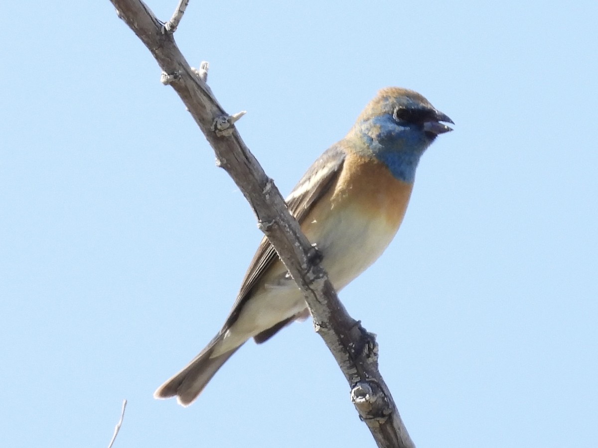 Lazuli Bunting - Steve Houston