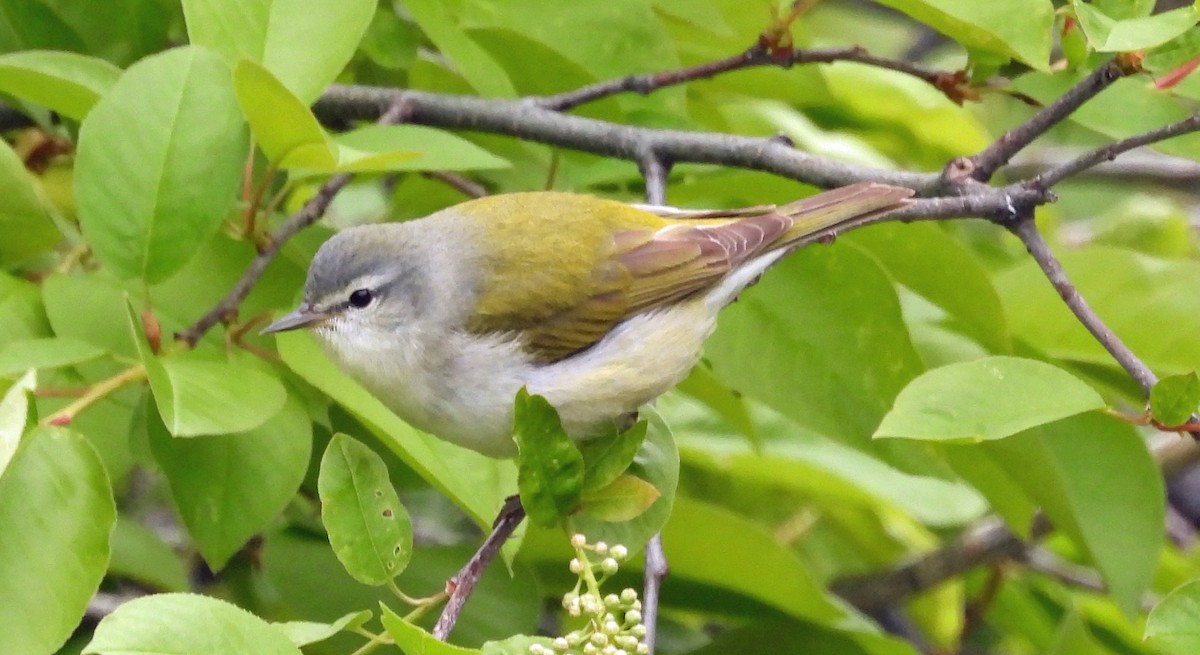 Tennessee Warbler - Sharon Dewart-Hansen