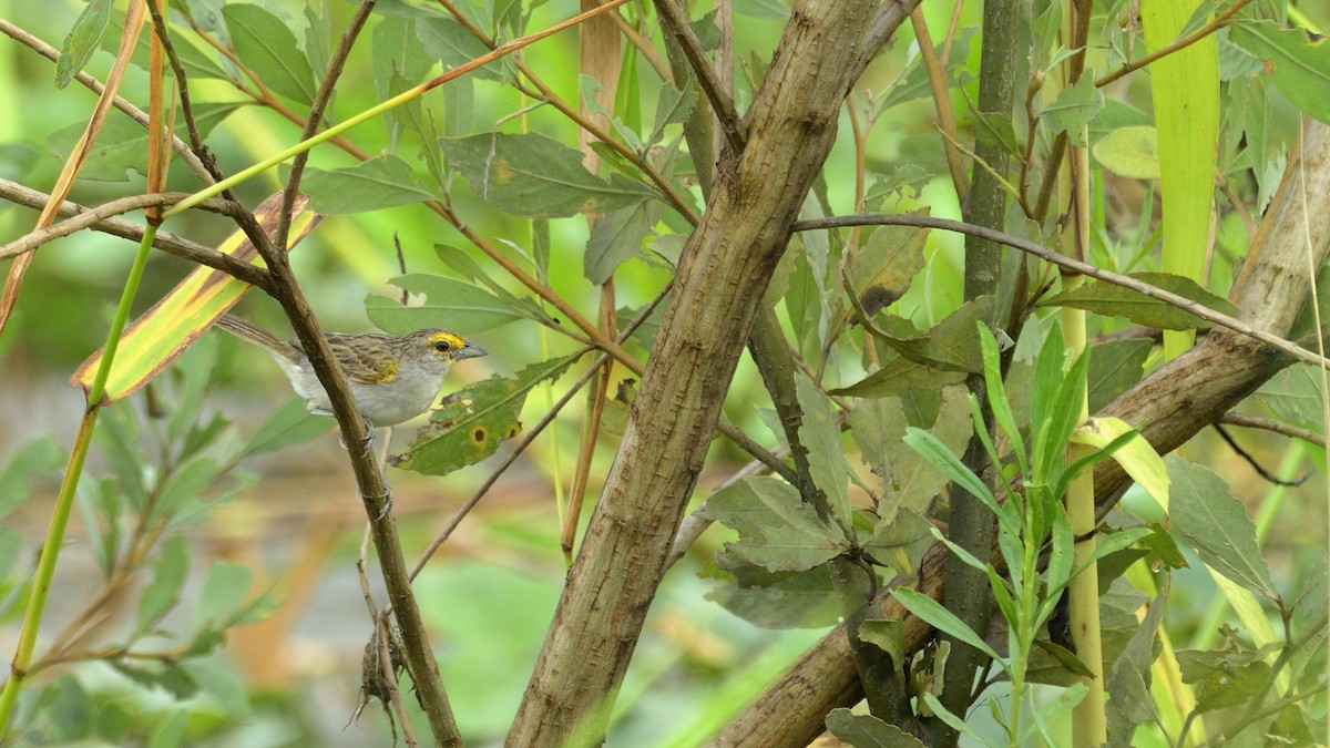 Yellow-browed Sparrow - Miguel Aguilar @birdnomad