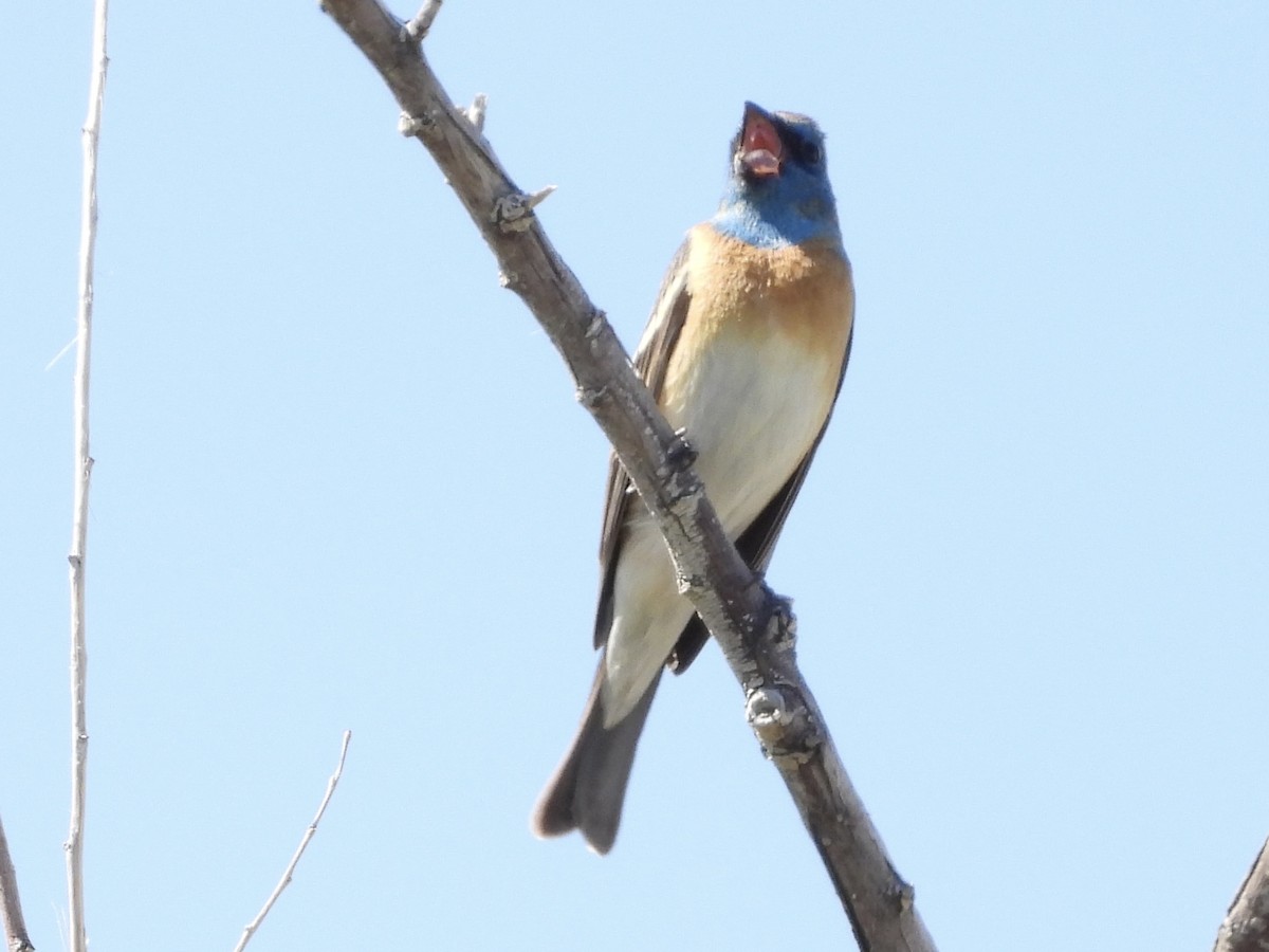 Lazuli Bunting - Steve Houston