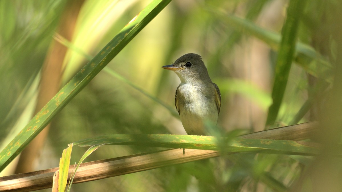 Willow Flycatcher - Miguel Aguilar @birdnomad