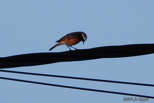 Common Redstart - Mário Roque