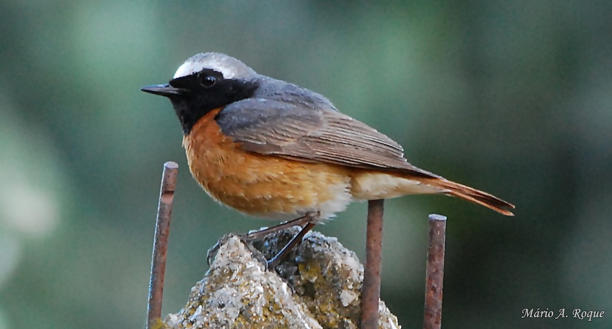 Common Redstart - Mário Roque