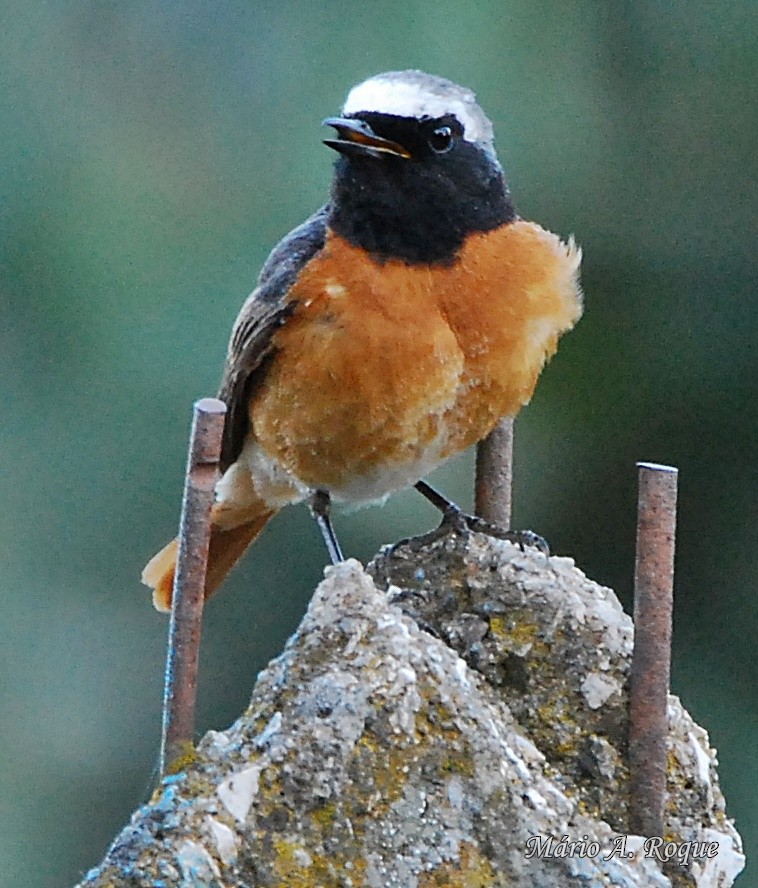 Common Redstart - Mário Roque