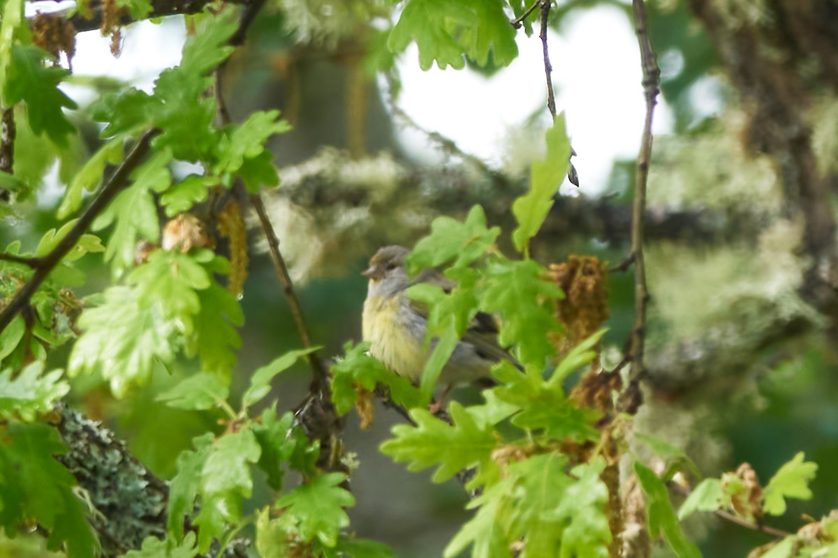 Citril Finch - ML619502882