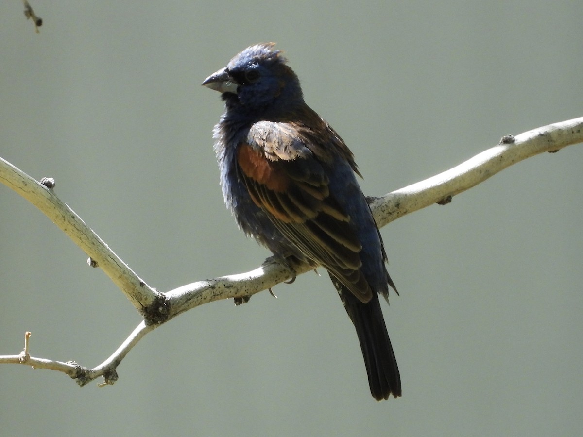 Blue Grosbeak - Steve Houston