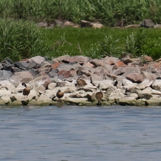 Whimbrel - Matt Scott